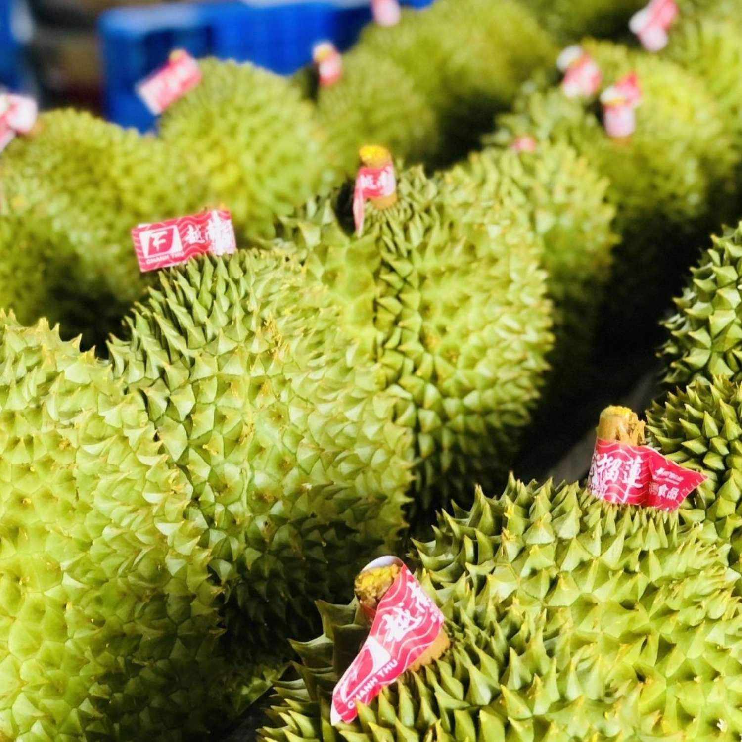 Hình ảnh nhãn sầu riêng