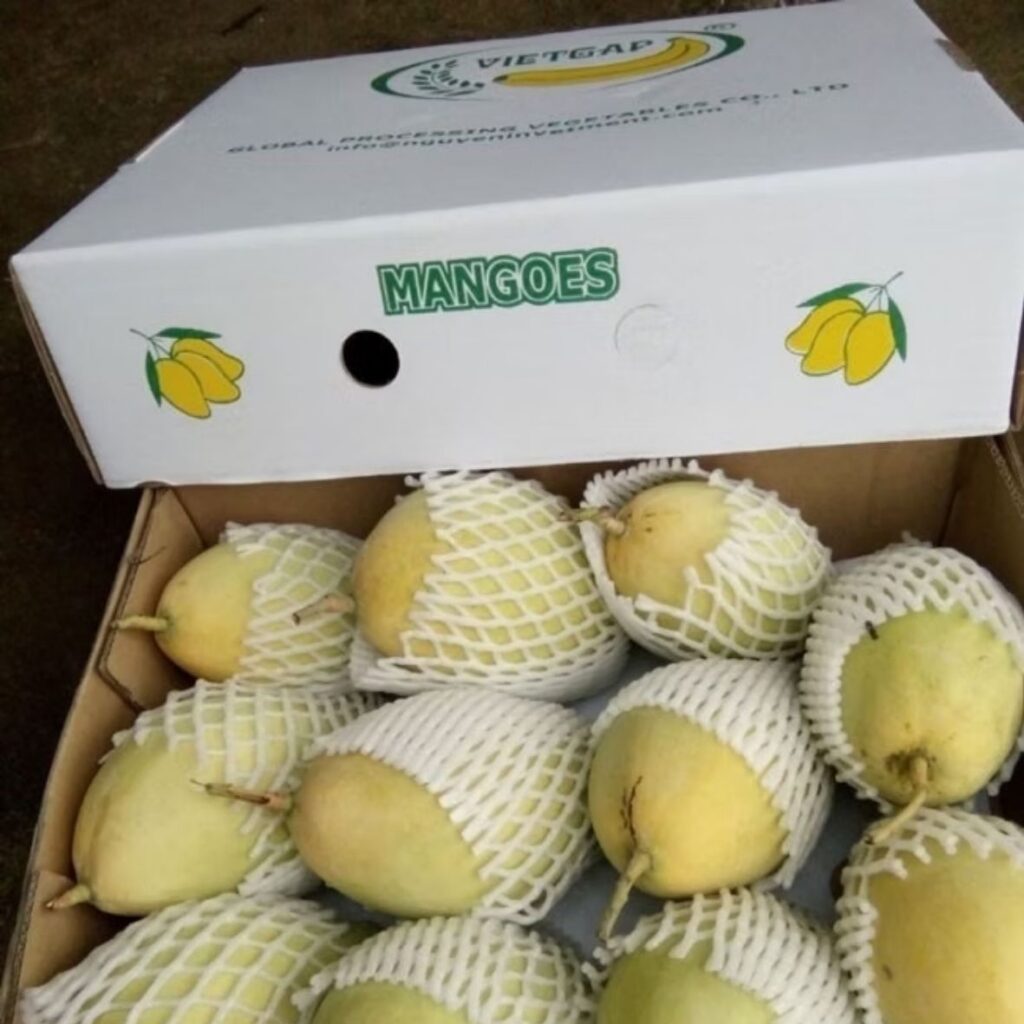 Hình ảnh thùng carton đựng xoài