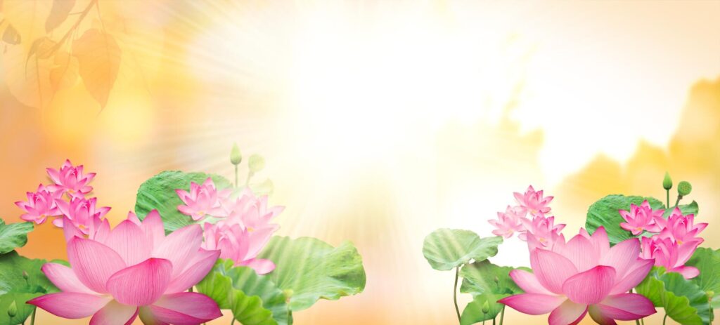 Phông nền mừng ngày phật đản hoa sen ánh nắng
