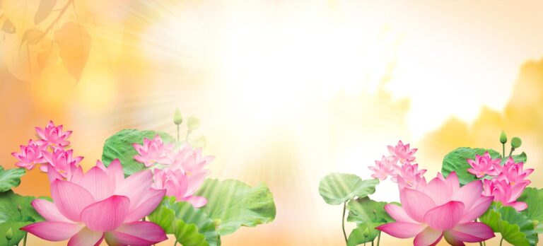 Phông nền mừng ngày phật đản hoa sen ánh nắng