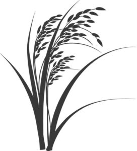 Vector bông lúa đem trắng