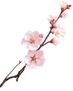 Cành đào đẹp vector