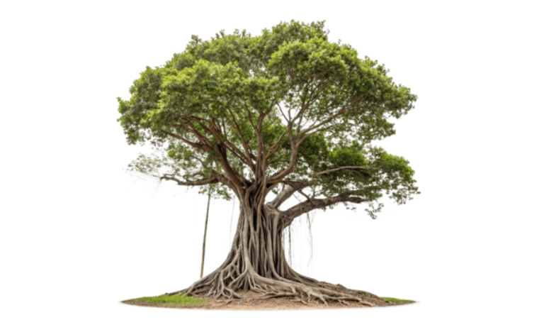 Tải mẫu cây đa vector đầy đủ định dạng PNG, SVG, CDR, EPS, AI miễn phí