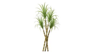 Tải mẫu cây mía vector chuẩn sắc nét - Định dạng AI, PNG, SVG, CDR, EPS