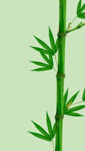 Vector cây tre sắc nét