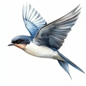 Vector chim yến sắc nét