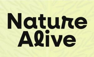 Font Neulis phá cách