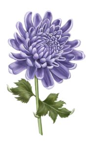 Vector hoa cúc tím