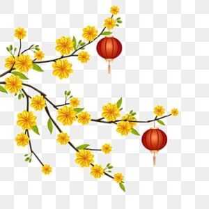 Cành mai và lồng đèn