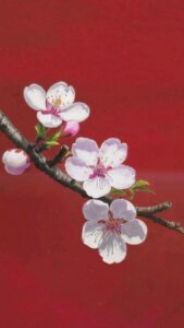 hoa mai hoa đào vector