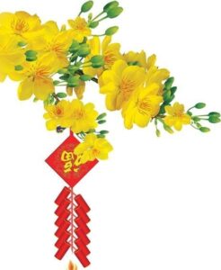 Cành mai vàng và pháo hoa