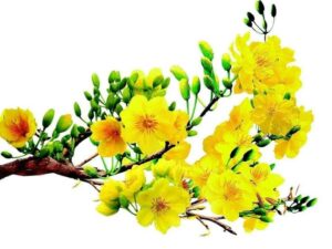 Cành mai vàng chớm nở