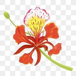 Vector hoa phượng mùa hè