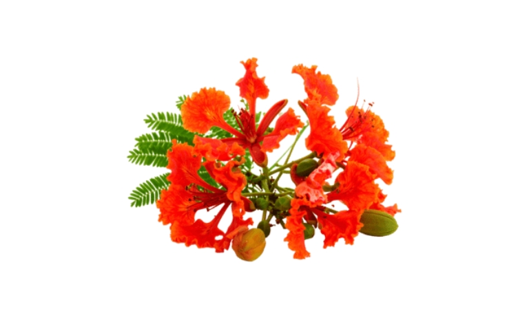 Tải hoa phượng vĩ vector đầy đủ định dạng AI, PNG, SVG, CDR, EPS miễn phí