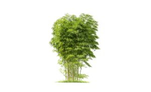 Tải mẫu lũy tre làng vector đầy đủ định dạng AI, PNG, SVG, CDR, EPS miễn phí