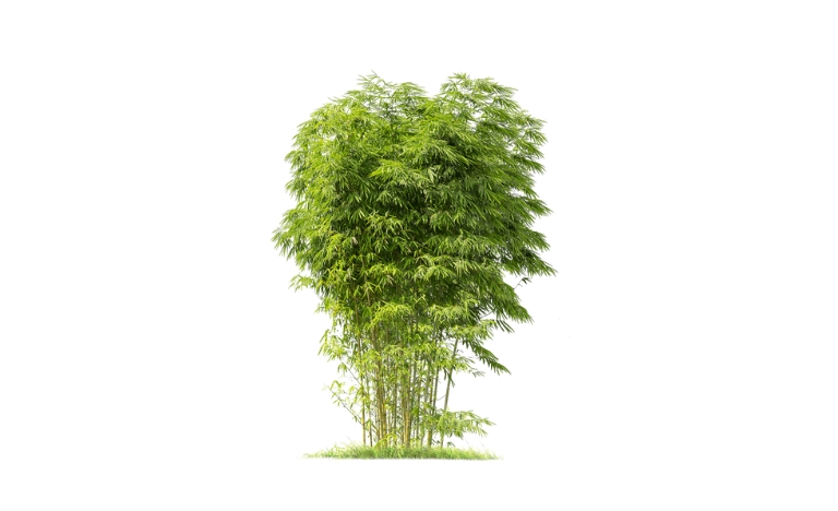 Tải mẫu lũy tre làng vector đầy đủ định dạng AI, PNG, SVG, CDR, EPS miễn phí