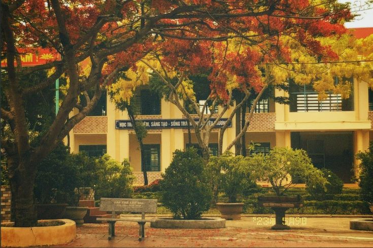 Background hoa phượng mùa chia dưới mái trường