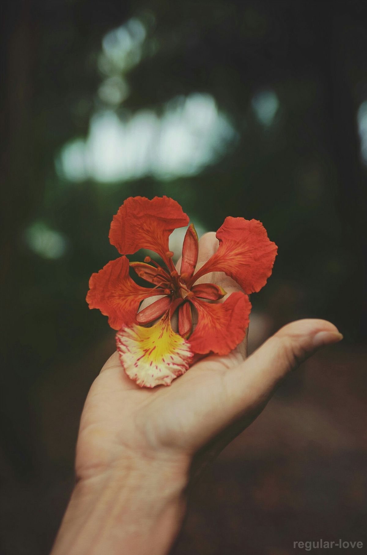 Background hoa phượng rơi