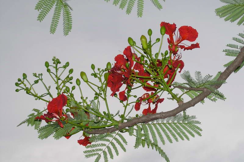 Background hoa phượng đẹp