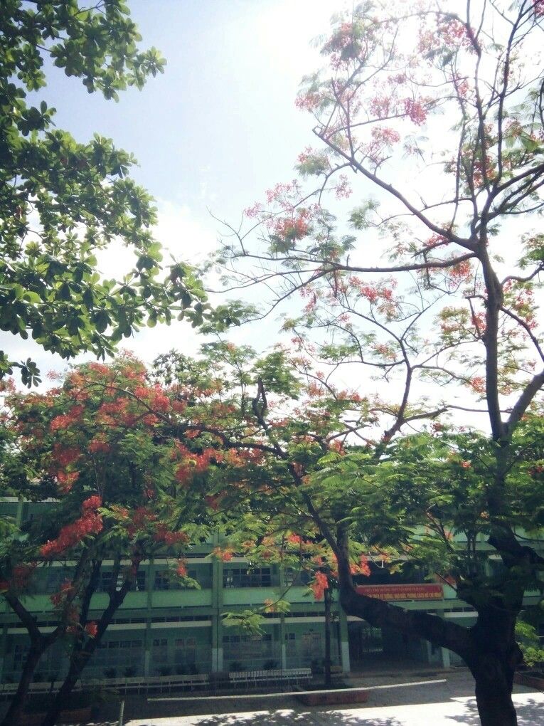Background hoa phượng ở sân trường