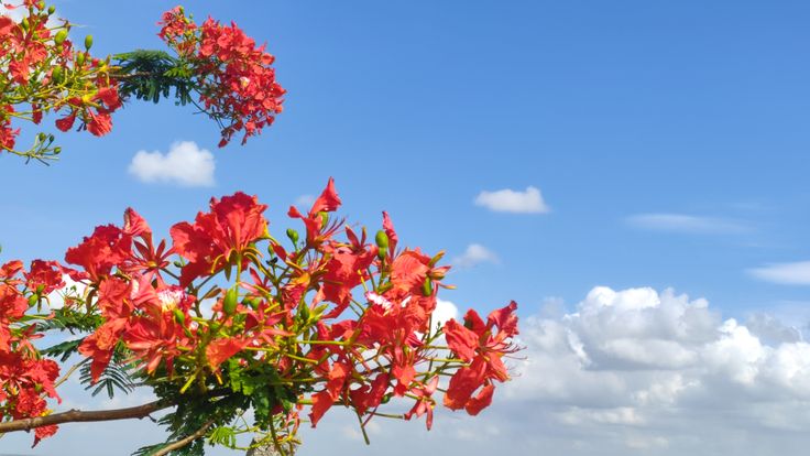 Background hoa phượng đỏ đẹp 02