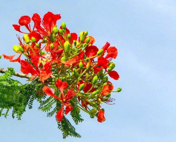 Background hoa phượng đỏ đẹp 03