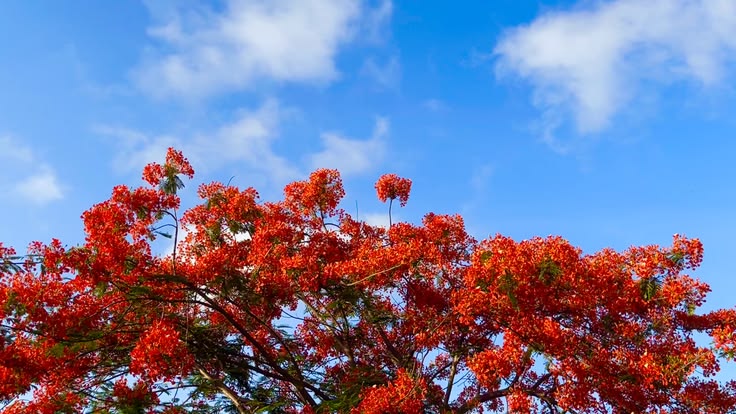 Background hoa phượng đỏ đẹp 04
