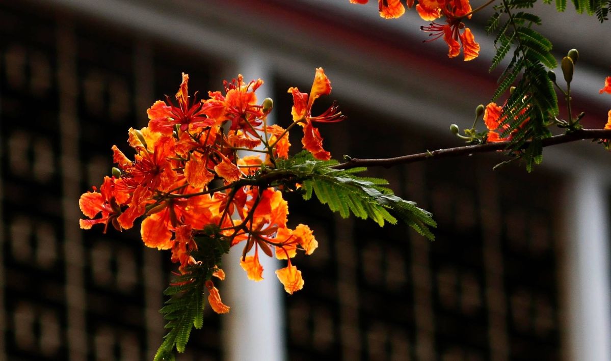 Background hoa phượng đỏ đẹp 06