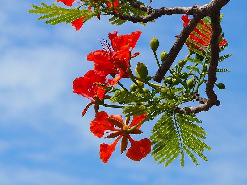 Background hoa phượng đỏ đẹp 07