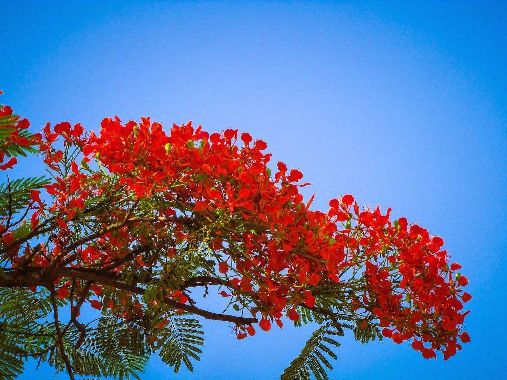 Background hoa phượng đỏ đẹp 09