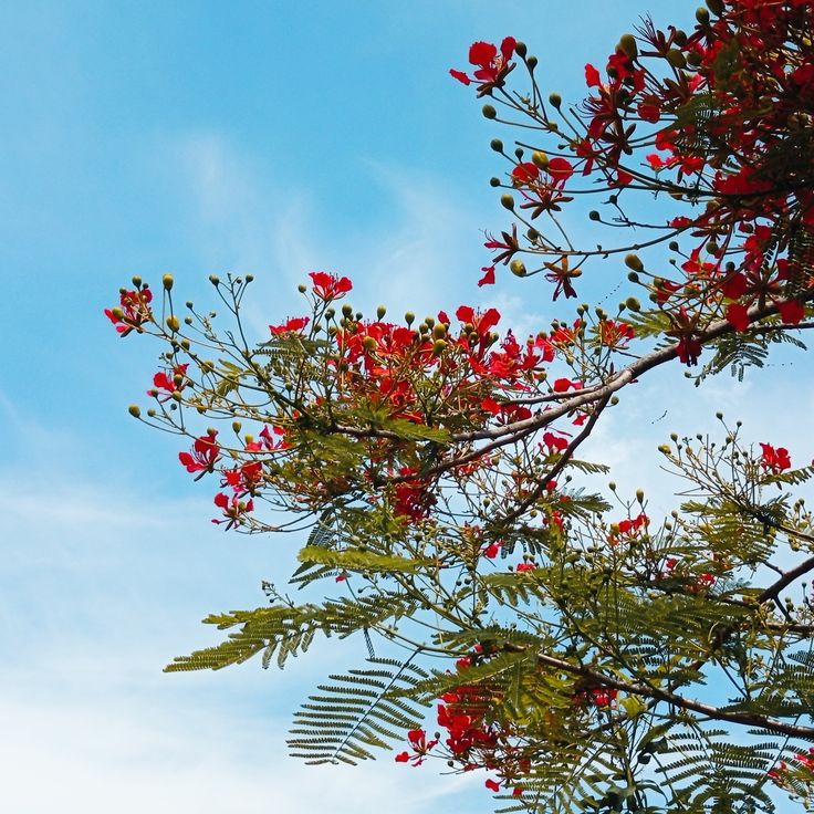 Background hoa phượng đỏ đẹp 10