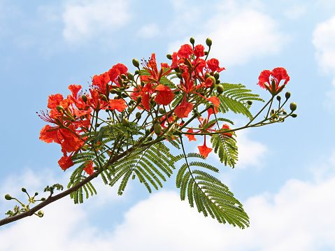 Background hoa phượng đỏ đẹp 12