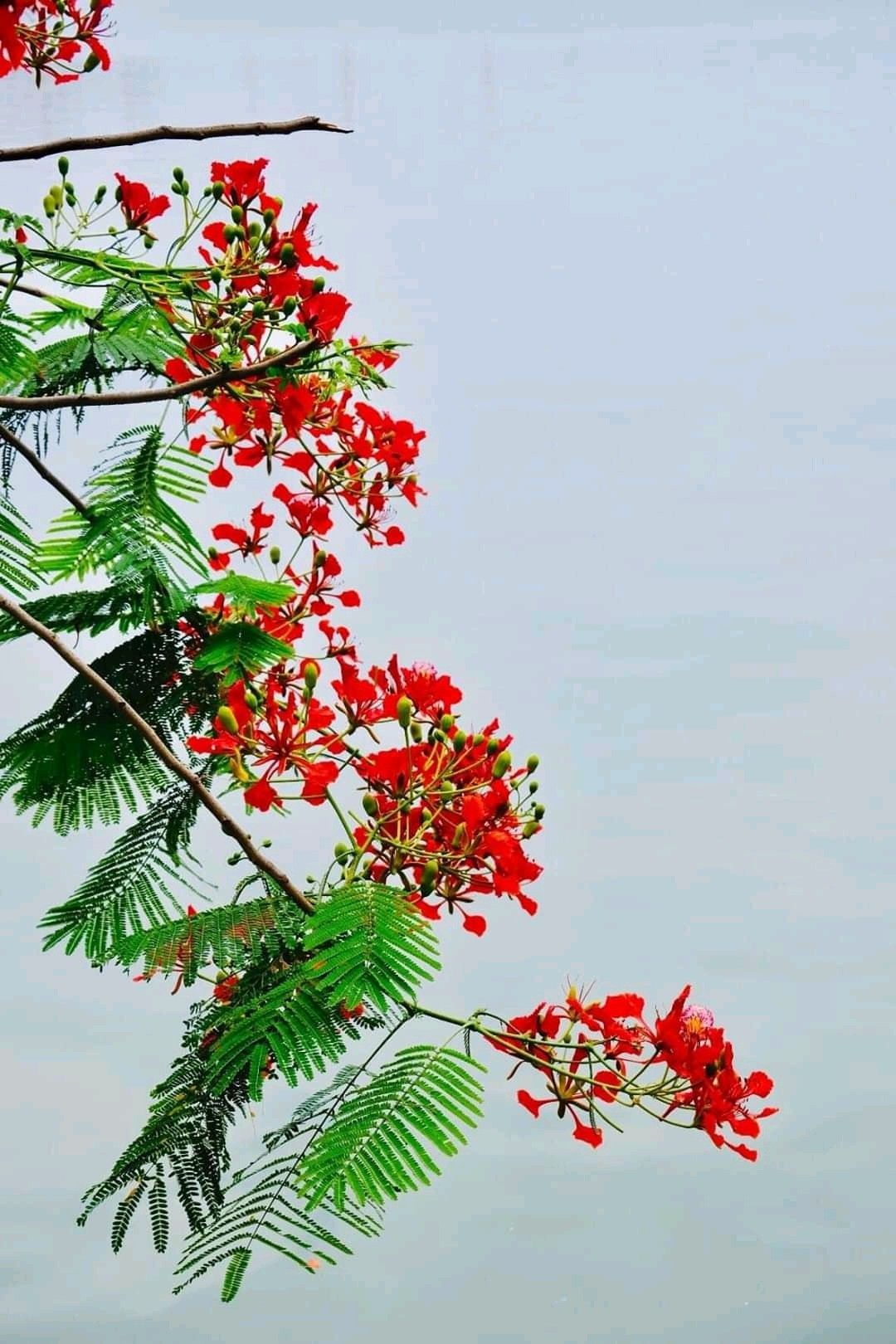 Background hoa phượng đỏ đẹp 13