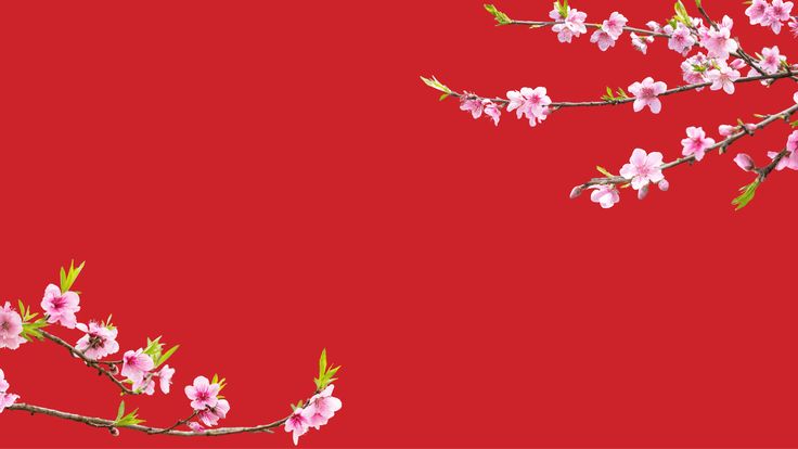 Background ngày tết cành đào