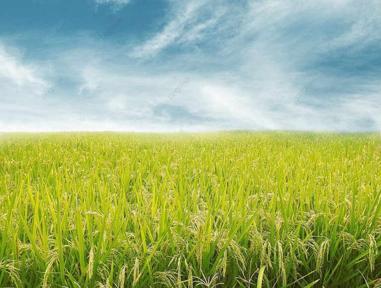 background nông nghiệp
