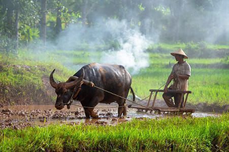 Background nông nghiệp Việt Nam