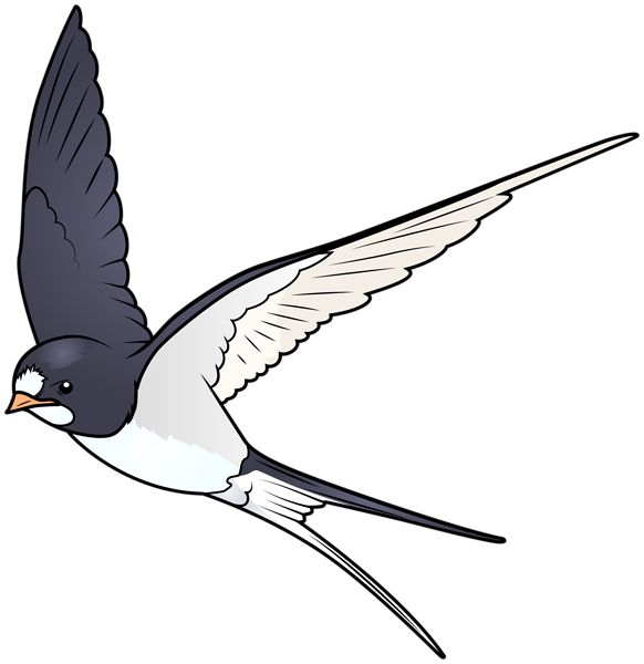 Cánh én vương rộng