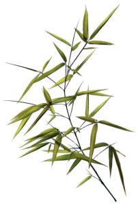 Cành tre vector