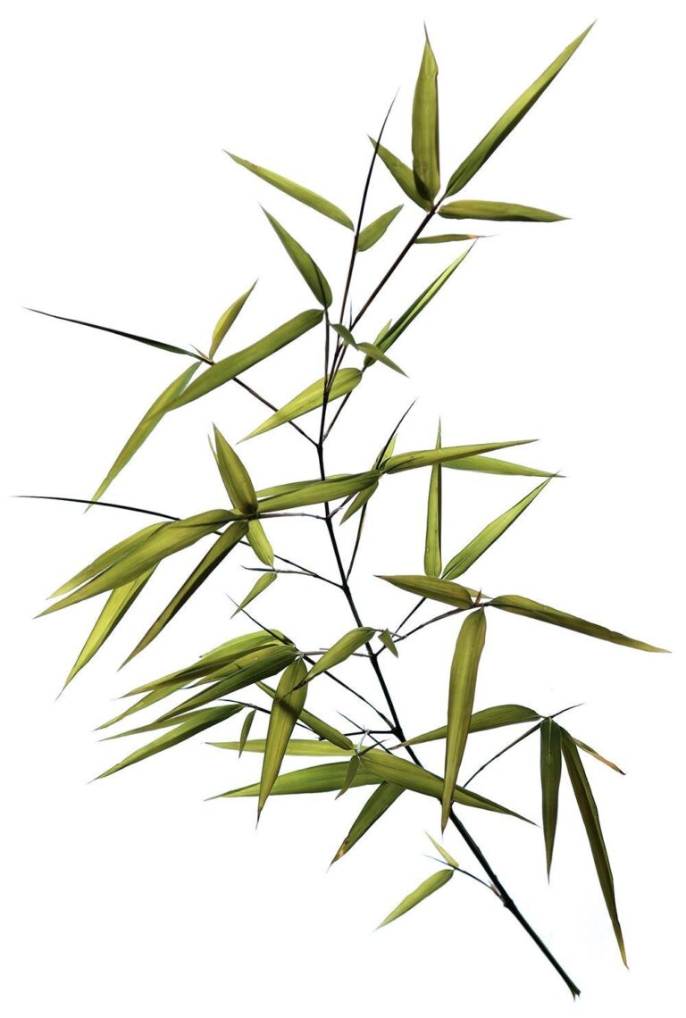 Cành tre vector