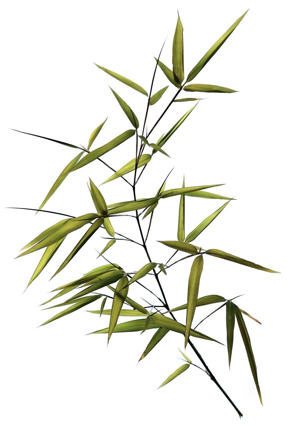 Cành tre vector