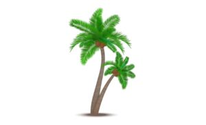 Tải cây dừa vector chuẩn sắc nét đầy đủ định dạng AI, PNG, SVG, CDR, EPS
