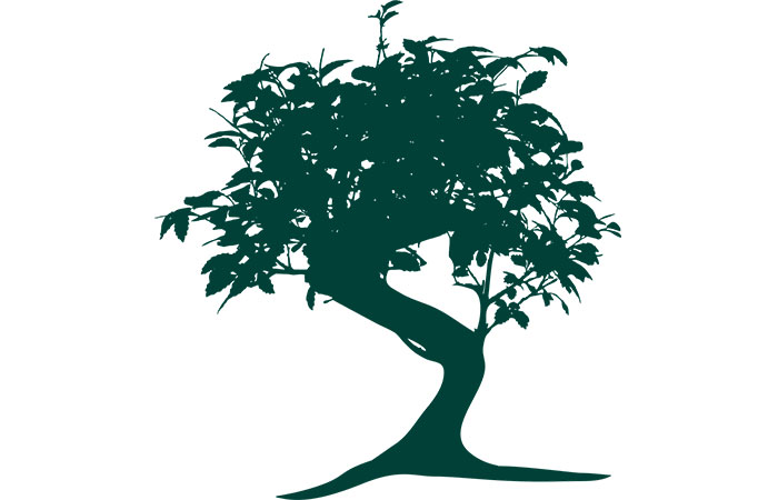 Mẫu cây xanh vector 07