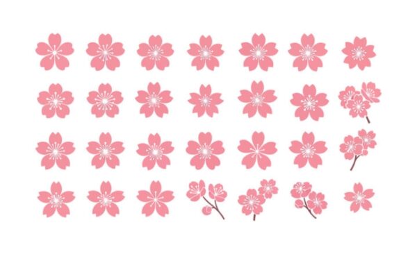 Tải 20+ mẫu cherry blossom vector chuẩn sắc nét - Định dạng AI, PNG ...