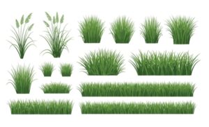 Tải 15+ mẫu cỏ vector đầy đủ định dạng AI, PNG, SVG, CDR, EPS miễn phí
