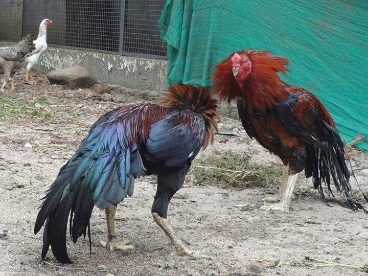 Gà chọi thăm dò đối thủ