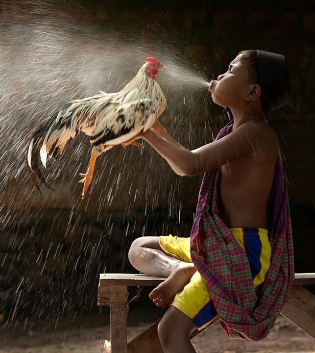 Om gà chọi