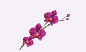 Tải 20+ mẫu hoa lan vector chuẩn sắc nét - Định dạng AI, PNG, SVG, CDR, EPS