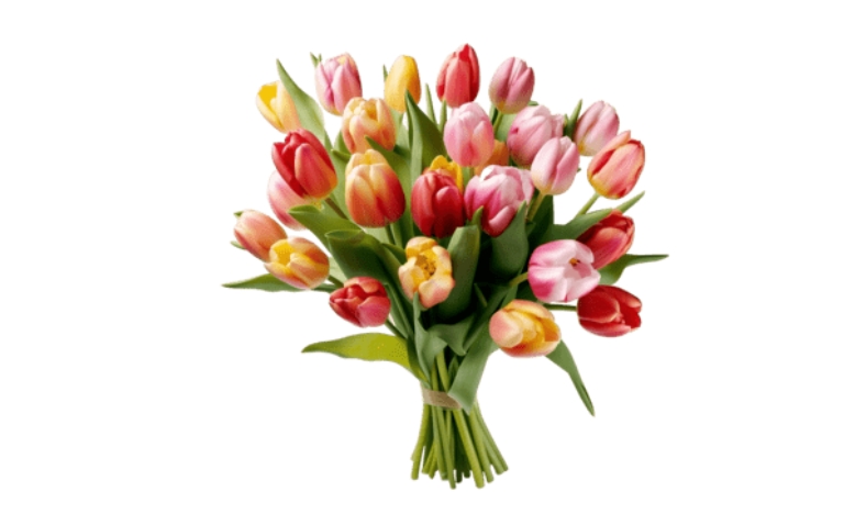 Tải 20+ mẫu hoa tulip vector định dạng AI, PNG, SVG, CDR, EPS chuẩn sắc nét