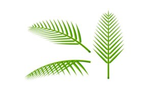 Tải lá dừa vector đầy đủ định dạng AI, PNG, SVG, CDR, EPS miễn phí
