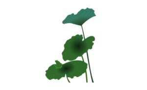 Tải 20+ mẫu lá sen vector chuẩn sắc nét - Định dạng AI, PNG, SVG, CDR, EPS